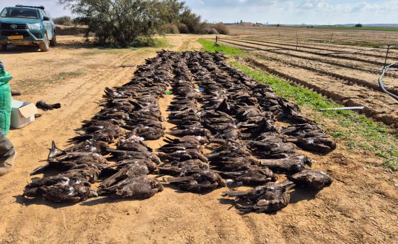ההרעלה בדרום: רשות הטבע והגנים בפניית חירום לחקלאים