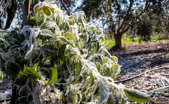 אחרי סופת 'קורל': החקלאים בצפון ובדרום אומדים את הנזקים