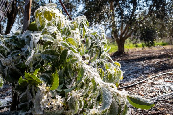 אחרי סופת 'קורל': החקלאים בצפון ובדרום אומדים את הנזקים
