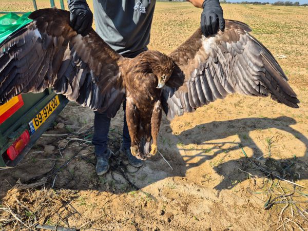 הרעלה בדרום: 335 עופות נמצאו מתים ליד הישוב פטיש