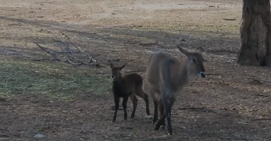 כמו מרקו: הקובוס הקטנטן מצא את אמא בספארי ברמת גן
