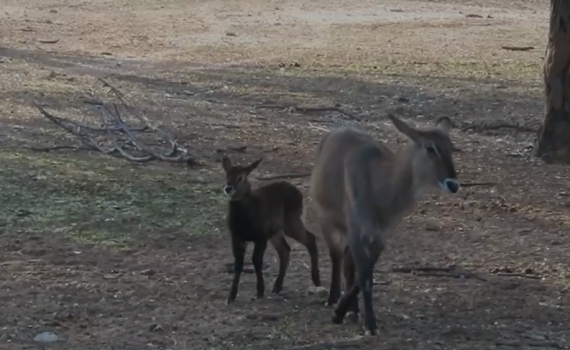 כמו מרקו: הקובוס הקטנטן מצא את אמא בספארי ברמת גן