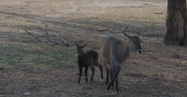 כמו מרקו: הקובוס הקטנטן מצא את אמא בספארי ברמת גן