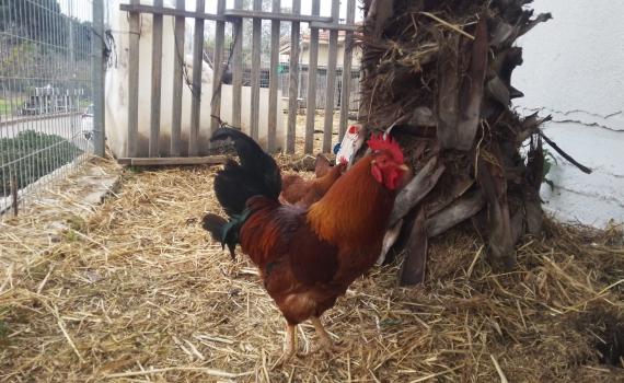 תחרות יופי לתרנגולות: בטח אתם יכולים לנחש איפה היא מתקיימת