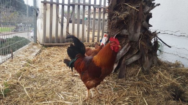 תחרות יופי לתרנגולות: בטח אתם יכולים לנחש איפה היא מתקיימת