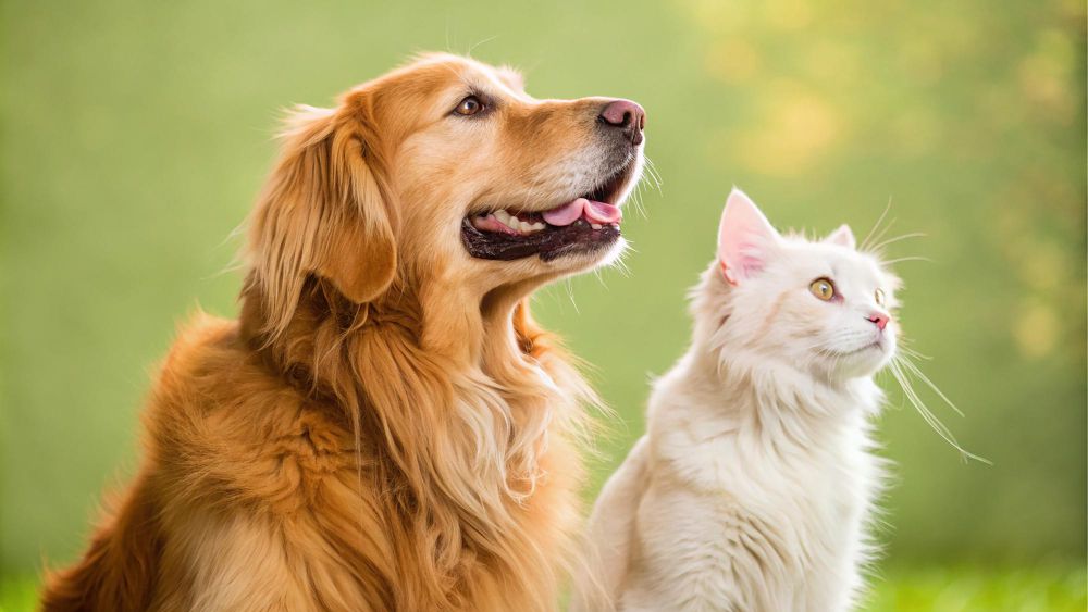 כלבו לכלב ולחתול: דואגים לחיית המחמד שלך בכל עונה!
