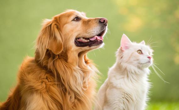 כלבו לכלב ולחתול: דואגים לחיית המחמד שלך בכל עונה!