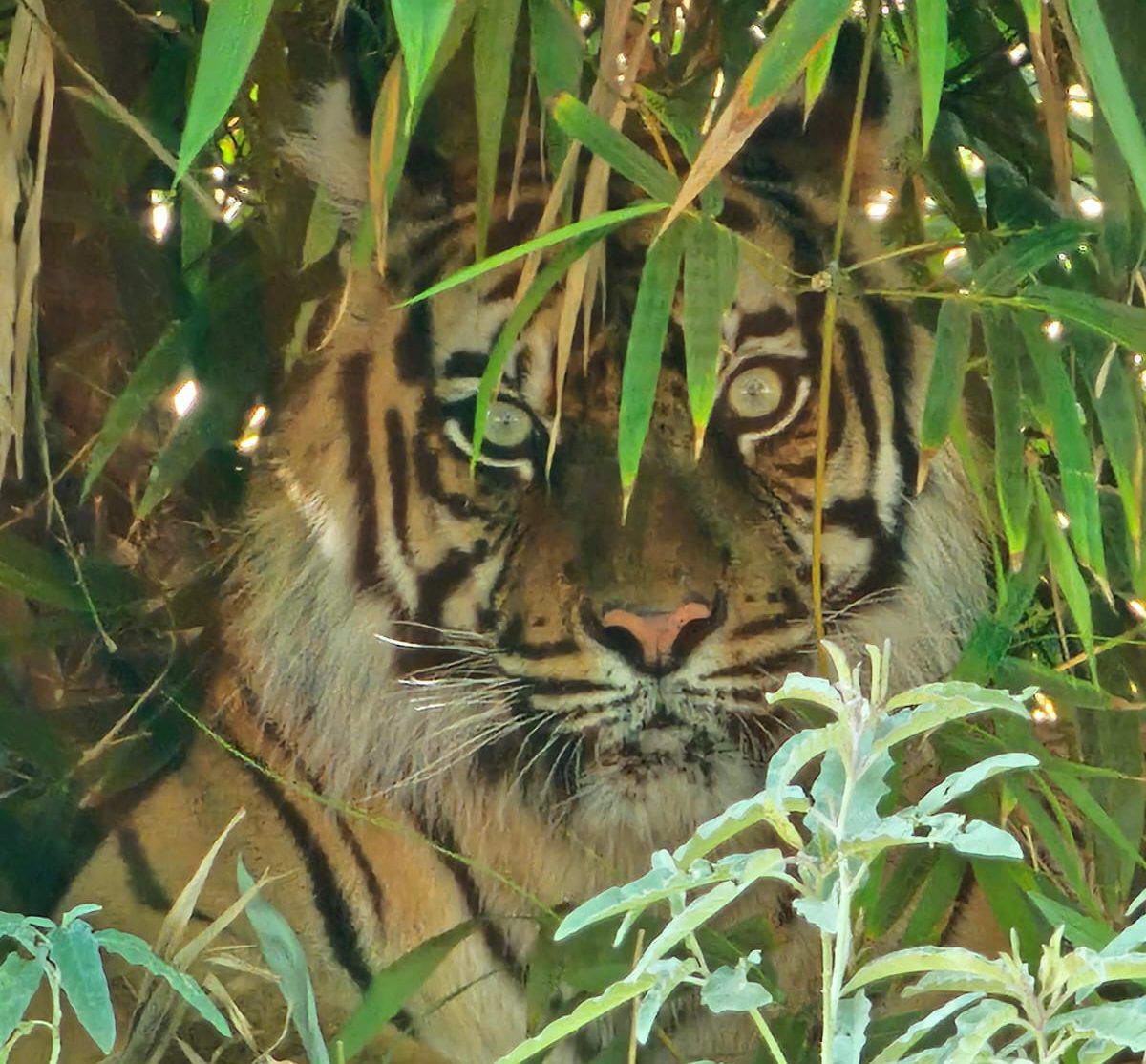 הנמרים ברחו לתל אביב? בספארי מרגיעים: "זה פייק"