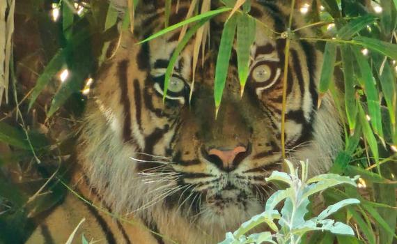 הנמרים ברחו לתל אביב? בספארי מרגיעים: "זה פייק"