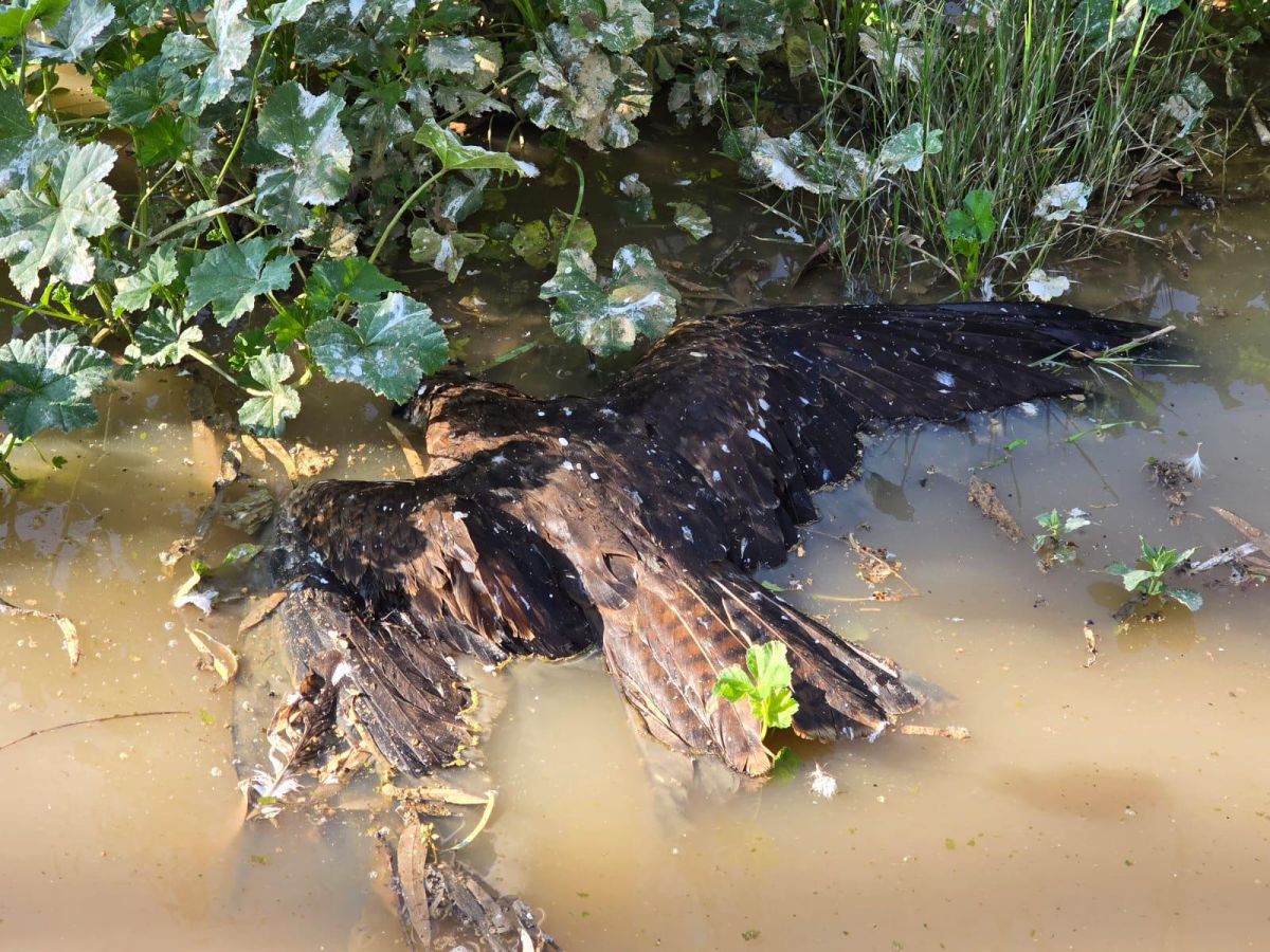 900 דיות נמצאו מתות בשטח חקלאי: זו הסיבה