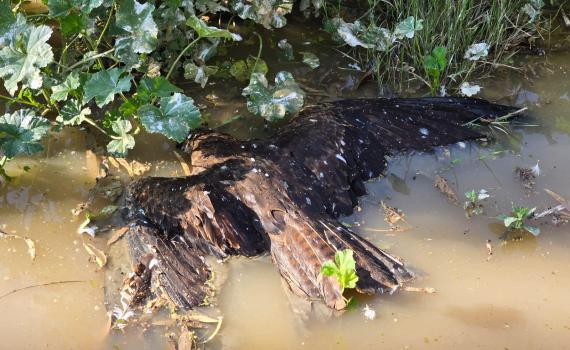 900 דיות נמצאו מתות בשטח חקלאי: זו הסיבה