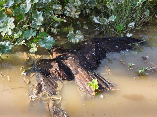 900 דיות נמצאו מתות בשטח חקלאי: זו הסיבה