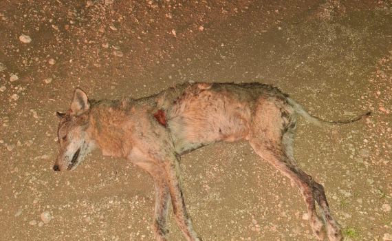 הפגיעה בטבע נמשכת: זאב אפור נמצא מת כתוצאה מהרעלה