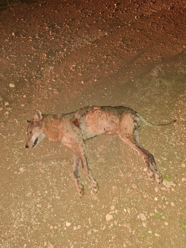 הפגיעה בטבע נמשכת: זאב אפור נמצא מת כתוצאה מהרעלה