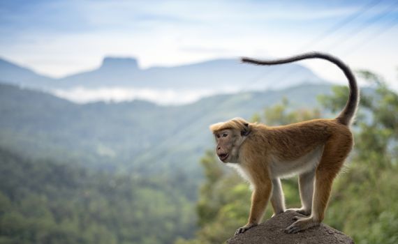 אחרי שקוף פגע בתחנת כח: הפסקת חשמל נרחבת בסרי לנקה