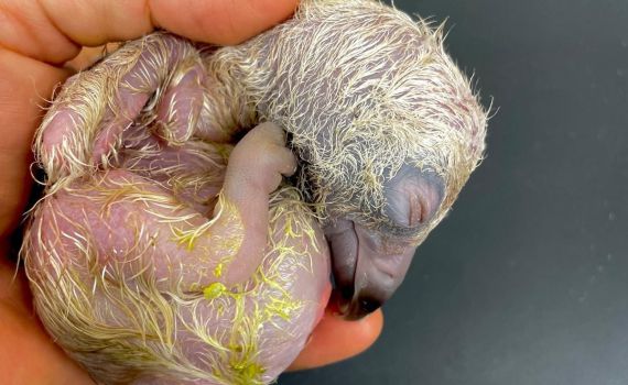 תגידו מזל טוב: גוזל נשר מקראי נדיר בקע בגן החיות התנ"כי