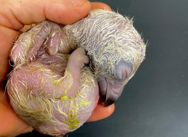 תגידו מזל טוב: גוזל נשר מקראי נדיר בקע בגן החיות התנ"כי