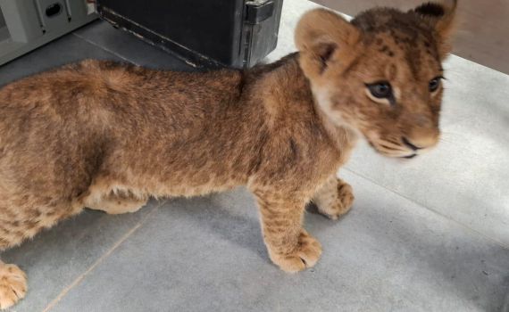 פעם שלישית השבוע: המשטרה איתרה גורת אריות בפזורה