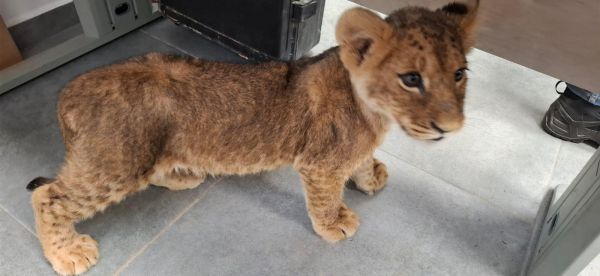 פעם שלישית השבוע: המשטרה איתרה גורת אריות בפזורה