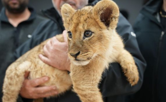 התיעוד שמטריף את הרשת: גור אריות חולץ מהפזורה הבדואית