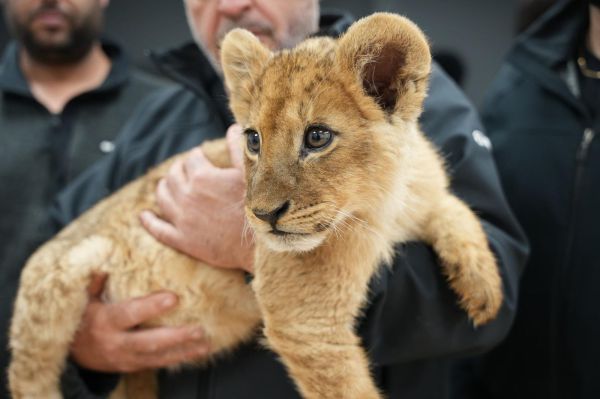 התיעוד שמטריף את הרשת: גור אריות חולץ מהפזורה הבדואית