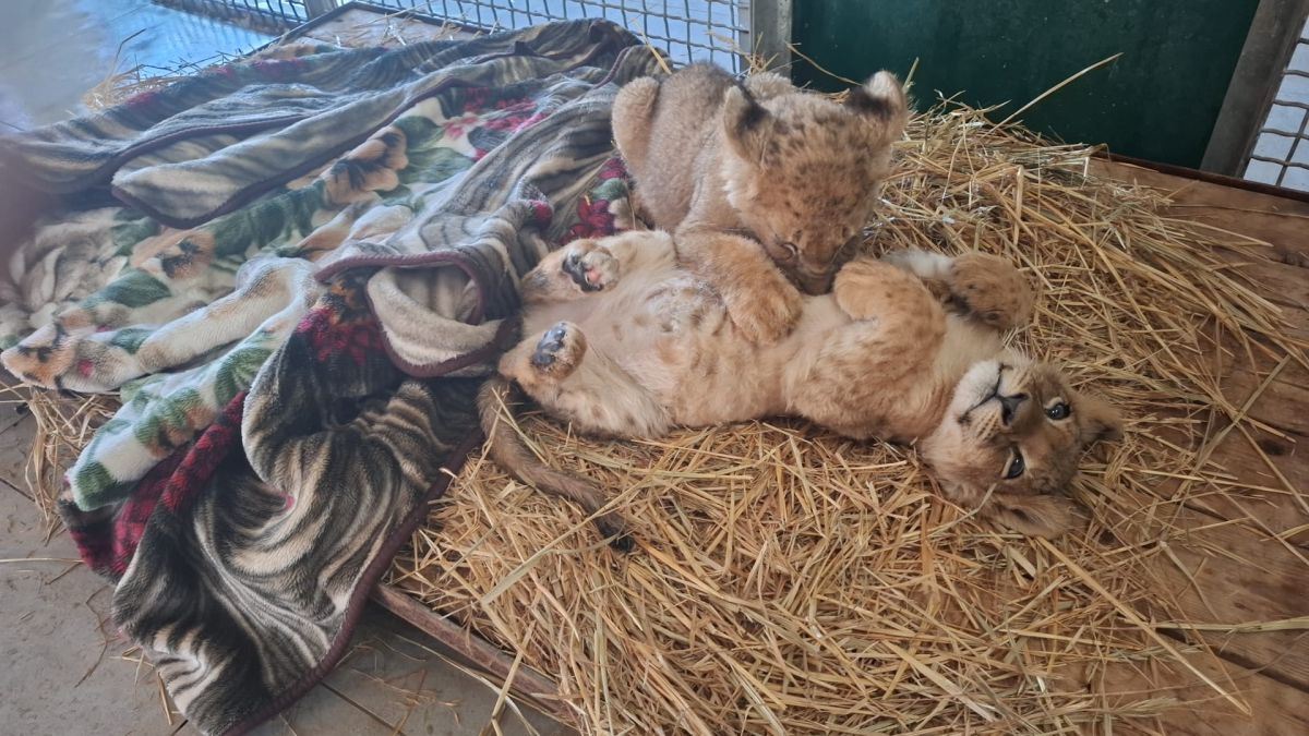 ברשות הטבע והגנים עדכנו: הקופים שחולצו מהפזורה במצב קשה