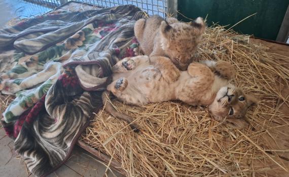 ברשות הטבע והגנים עדכנו: הקופים שחולצו מהפזורה במצב קשה