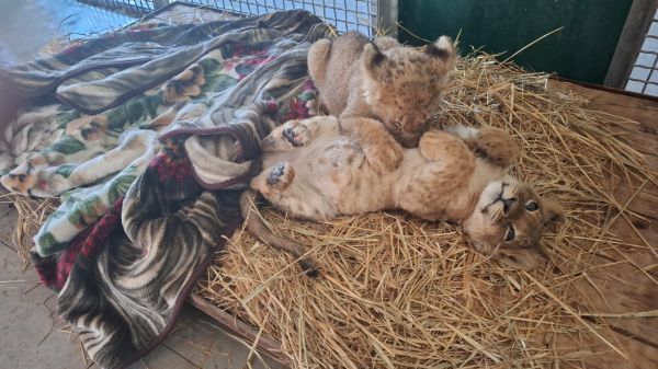 ברשות הטבע והגנים עדכנו: הקופים שחולצו מהפזורה במצב קשה