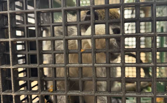 המשטרה חילצה קוף נוסף שהוברח לישובים הבדואים