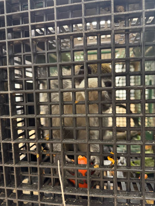 המשטרה חילצה קוף נוסף שהוברח לישובים הבדואים