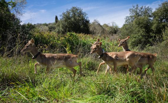 לאחר שכבר נכחדו: גן החיות התנכ"י משחרר 6 יחמורים פרסיים לטבע