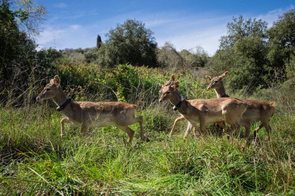 לאחר שכבר נכחדו: גן החיות התנכ"י משחרר 6 יחמורים פרסיים לטבע