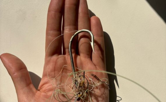 לראשונה בישראל: נצפתה כרישה סנפירתן בהריון מתקדם