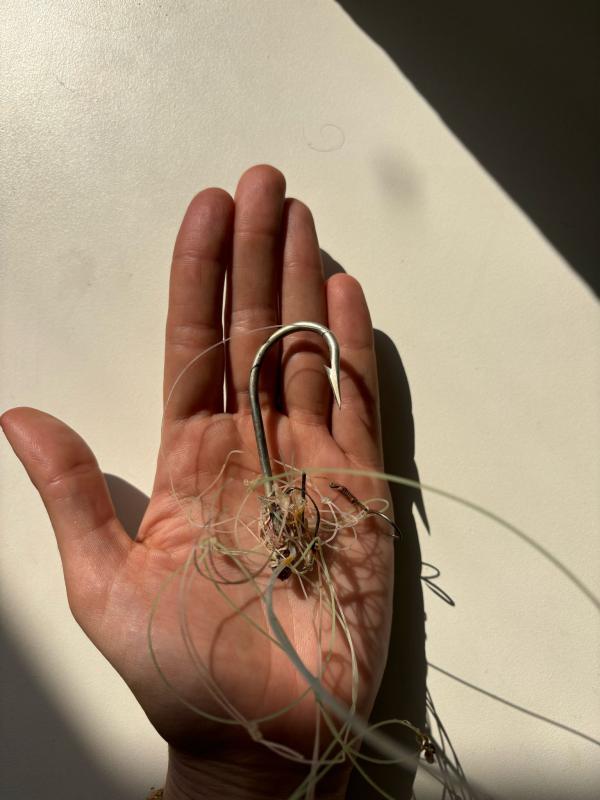 לראשונה בישראל: נצפתה כרישה סנפירתן בהריון מתקדם