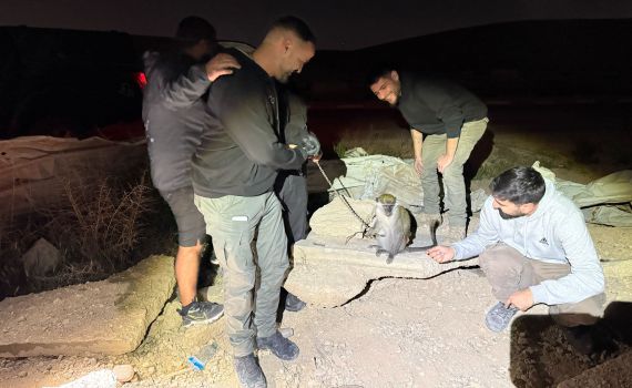 מכת מדינה: קוף פצוע נוסף אותר קשור בשלשלות בנגב | תיעוד