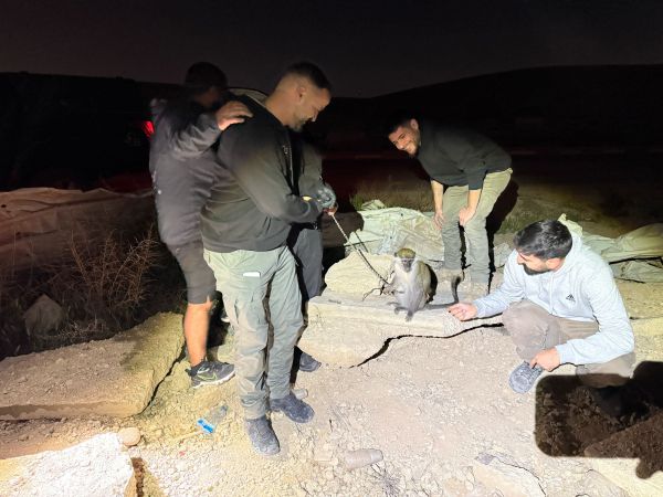 מכת מדינה: קוף פצוע נוסף אותר קשור בשלשלות בנגב | תיעוד