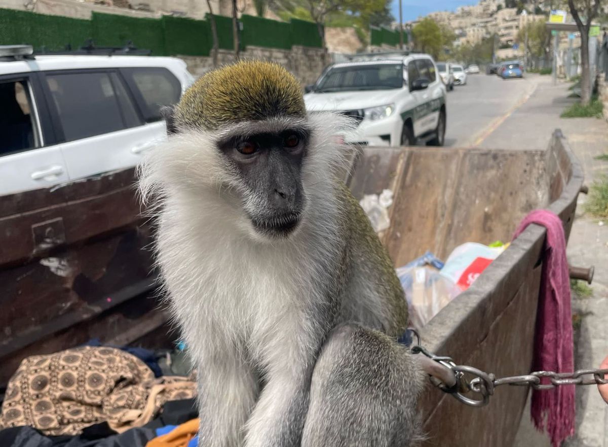 לא נגמר: קוף נמצא קשור בשרשרת ברזל לפח בסילוואן. צפו