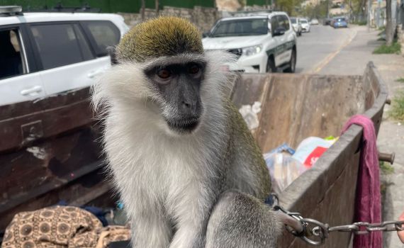 לא נגמר: קוף נמצא קשור בשרשרת ברזל לפח בסילוואן. צפו