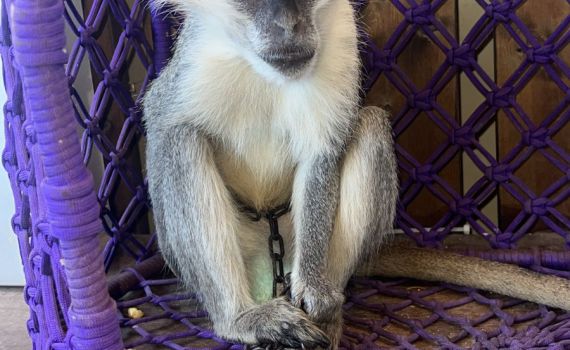 לא נגמר: קוף נוסף אותר בשטח פתוח בצפון