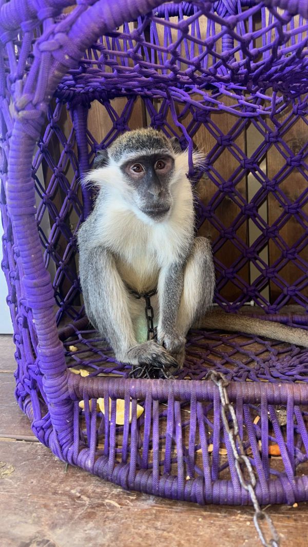 לא נגמר: קוף נוסף אותר בשטח פתוח בצפון