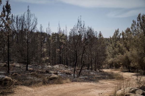 אחרי שבועיים: איש ההייטק שנעדר אותר ביער בן שמן