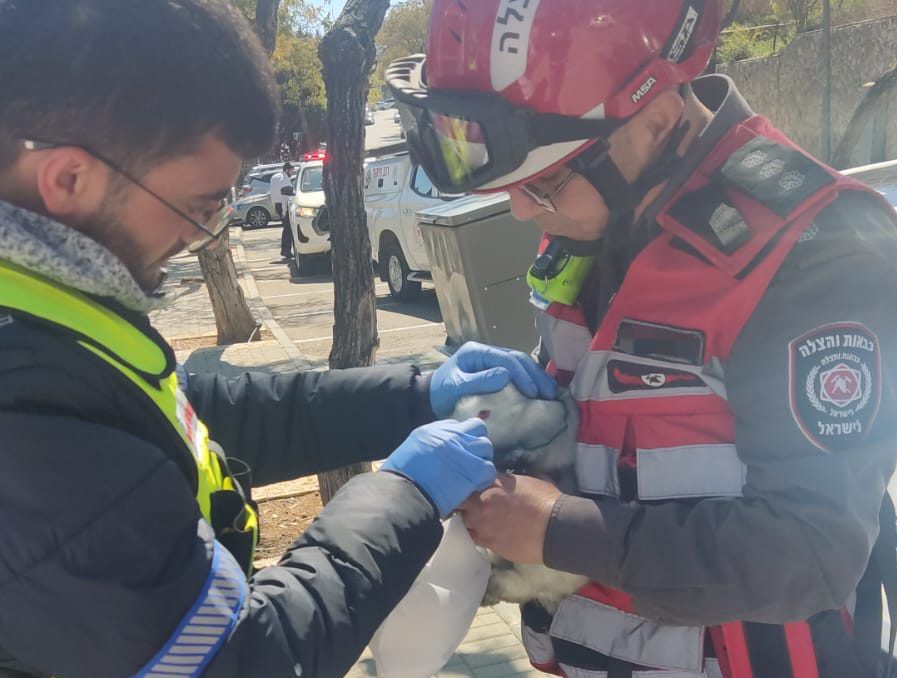 בזכות תושייתם של הכבאים: הארנבת והכלב חולצו מהשריפה בשלום