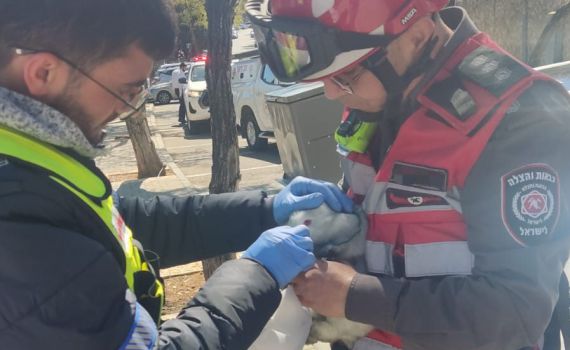 בזכות תושייתם של הכבאים: הארנבת והכלב חולצו מהשריפה בשלום