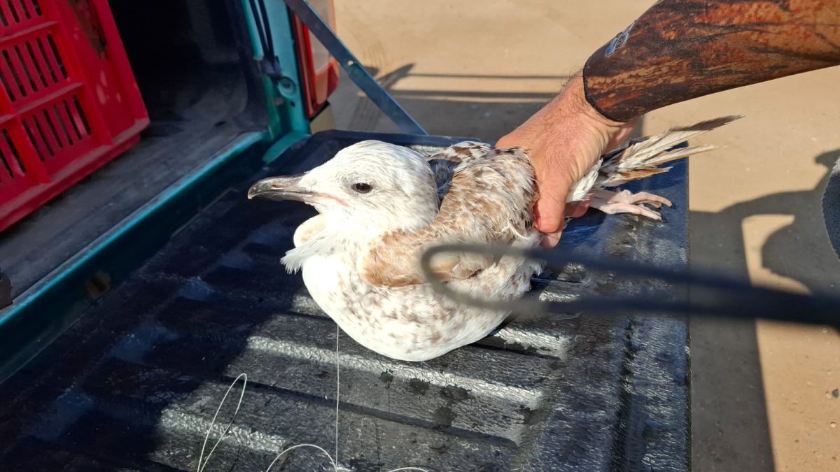 בזכות עירנות הדייג: שחף הים הכספי ניצל לאחר שבלע קרס דיג