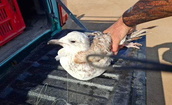 בזכות עירנות הדייג: שחף הים הכספי ניצל לאחר שבלע קרס דיג