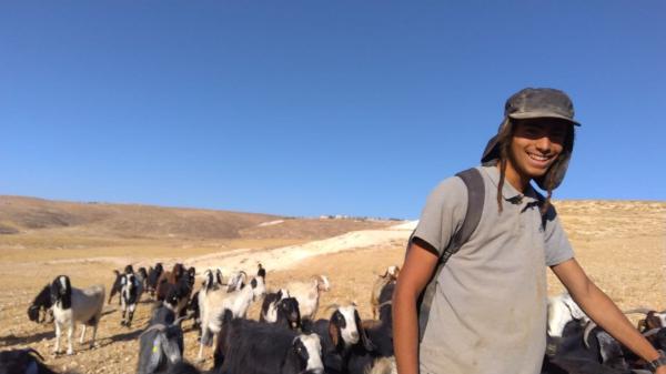 הטרור נמשך: רועה צאן הותקף באלות בגוש עציון, הפורעים נמלטו