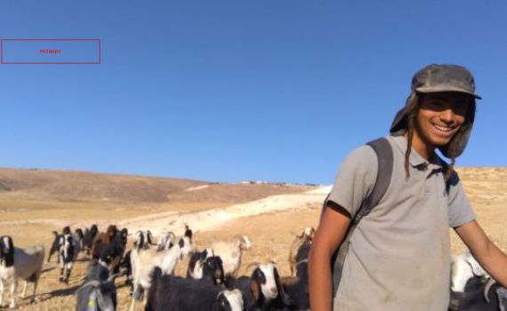 3 ימים בלבד לאחר מעצרו: שוחרר הפורע שתקף באכזריות רועה צאן