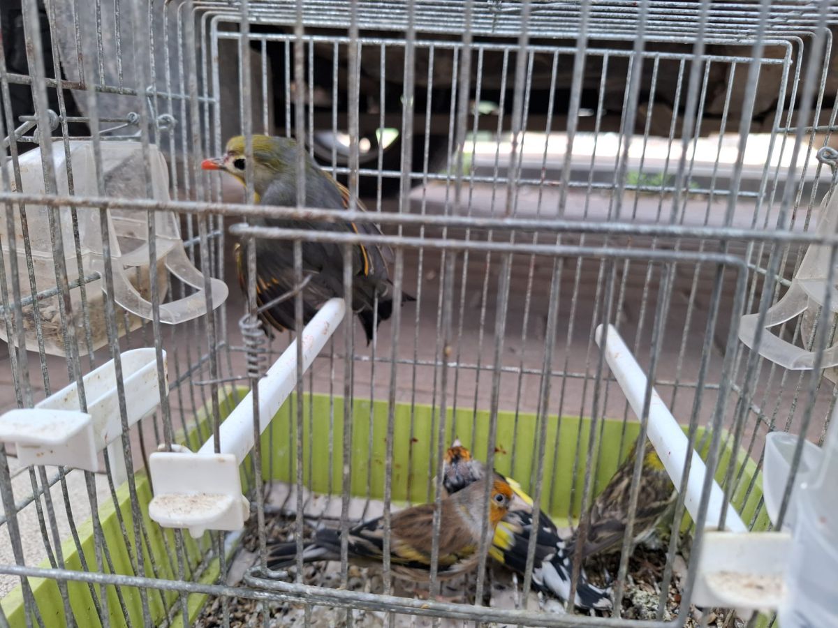 לא רק קופים: המשטרה איתרה ציפורים נדירות שהוחזקו בכלובים