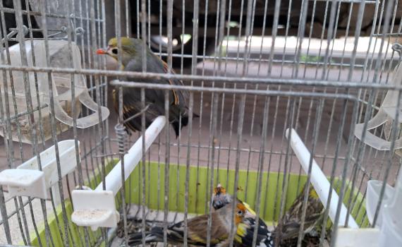 לא רק קופים: המשטרה איתרה ציפורים נדירות שהוחזקו בכלובים