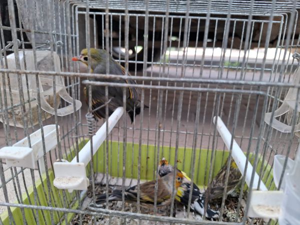 לא רק קופים: המשטרה איתרה ציפורים נדירות שהוחזקו בכלובים